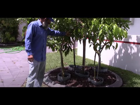 5 Mango Trees in 1 Hole