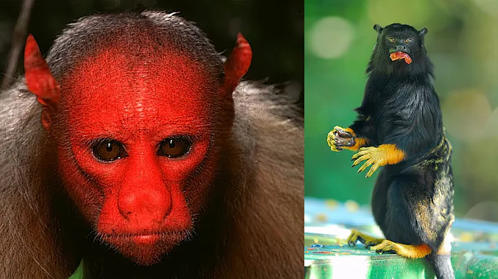 10 Unique Monkeys You Won't Believe Exist - DayDayNews