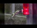 Yochem knows birds