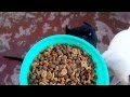 Como alimentar a perros de razas poderosas.(pitbull, rotweiler, doberman, etc.)