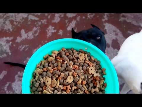 Vídeo: Com Alimentar Un Cadell De Pastor D’Àsia Central