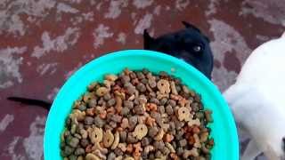 Como alimentar a perros de razas poderosas.(pitbull, rotweiler, doberman, etc.)