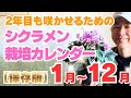 シクラメン年間栽培カレンダー!今年は2年目も咲かせるぞ!