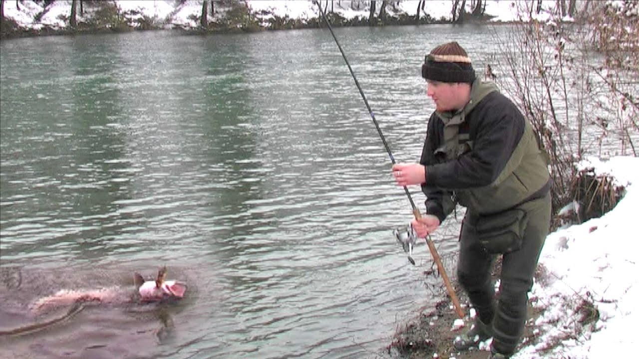 Pecanje mladice na reci Kupi u Sloveniji - Varaličarenje | Slovenia Hucho Hucho - Danube salmon