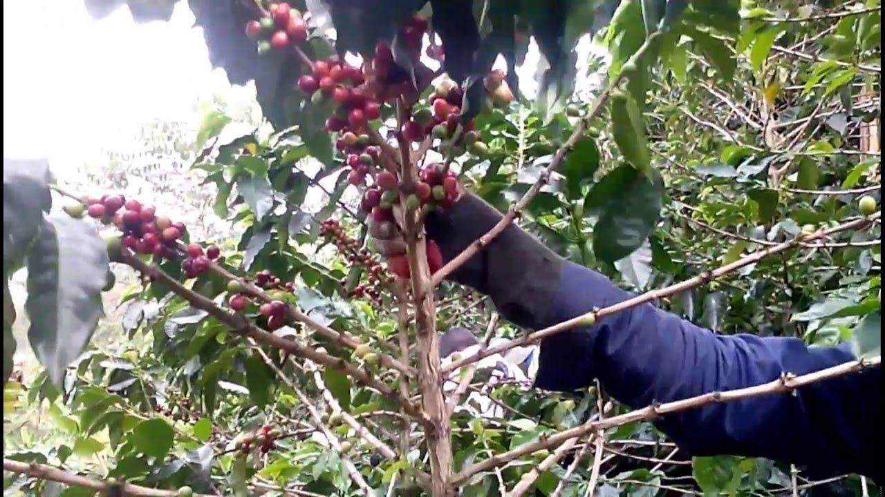 Coffee Beans Single Origin Coffee Machine Rent London Coffee Beans Single Origin Coffee Machine Rent London