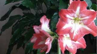 Amaryllis.mpeg