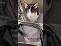 先生に言われるとヤダ…帰るか帰らないかは自分で決めたい猫【愛猫れいちゃん】#cat #猫 #保護猫 #shorts