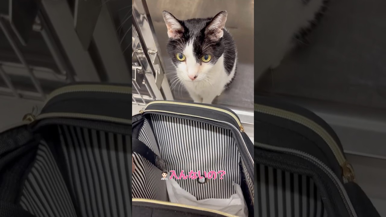 先生に言われるとヤダ…帰るか帰らないかは自分で決めたい猫【愛猫れいちゃん】#cat #猫 #保護猫 #shorts