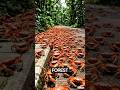 Millions of Red Crabs Take Over This Island 🦀😱