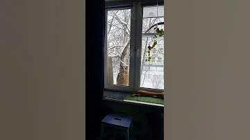Сова со свежестью морозного утра #shorts