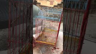 Restore parrot cage by red paint #restoration #shortvideo #shorts #cage #trending #trend #art