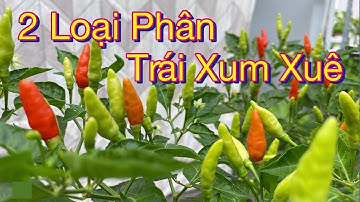 Cây ớt cho trái quanh năm nhờ 2 loại phân thật đơn giản / how to grow chili plants in pots