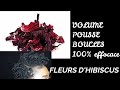 POUSSE ET VOLUME INCROYABLES AVEC CETTE ROUTINE AUX FLEURS D'HIBISCUS/ CHEVEUX CRÉPUS