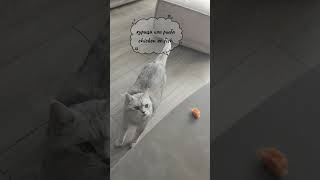 Курица или рыба? 🐔🐟 Сложный выбор Сильвера! Chicken or Fish? 🐔🐟 Silver’s Tough Choice! #funnycat #ca