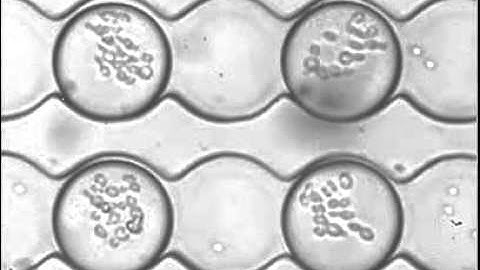 Droplet based microfluidics ESPCI LBC YeastsGrowingInDroplets