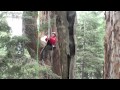 Giant Sequoia Fire Ecology Tree Climbing (セコイア　ツリークライミング）