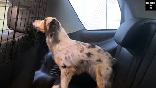 How To Install Dog Barrier In Car | Best Dog Barrier On Amazon