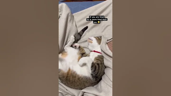 He is just waiting for his Christmas presents😅 #cat #cutecat #funny #pet #funnycat #catlover #cute