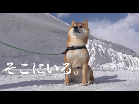 キジの家族に出会った柴犬‥直後、挙動不審に。