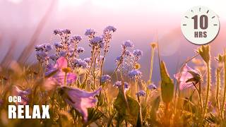 10 Hours Soft Piano Music: Dior