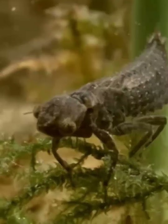 It turns out that dragonflies can live in water for 6 years #animals