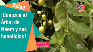 ¿A qué huele el neem?