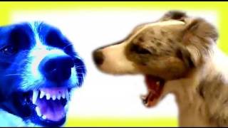 How to train your dog to "yawn", "smile" and 100 different tricks (capturing a behaviour)