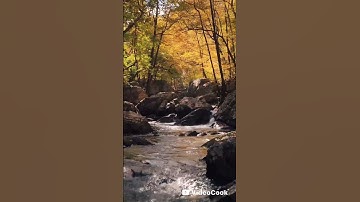 🌸 **سورة التكاثر - تلاوة عذبة بصوت الشيخ ماهر المعيقلي** 🌿
