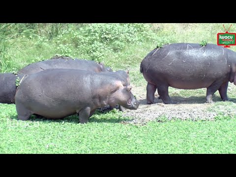 Fait Du Jour: Des Hippopotames Perdus Dans Un Étang