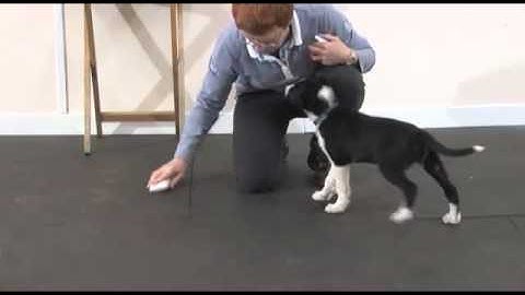 Starting the Clicker retrieve