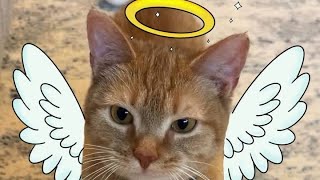 Tribute to Cala the Singing Cat. RIP our furry friend.