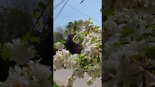 Petals in the Breeze 🌸🌬️ #CherryBlossoms #canadalife  #PetalMagic #CanadaBlooms #flowerfestival