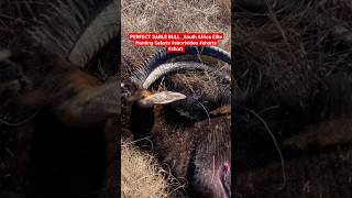 HUGE SABLE BULL _South Africa Elite Hunting Safaris shortvideo shorts short