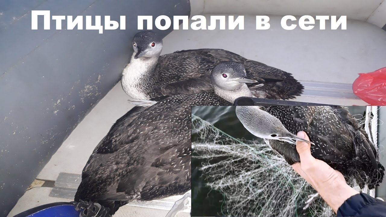 Сон спас птицу. Сон спас птицу