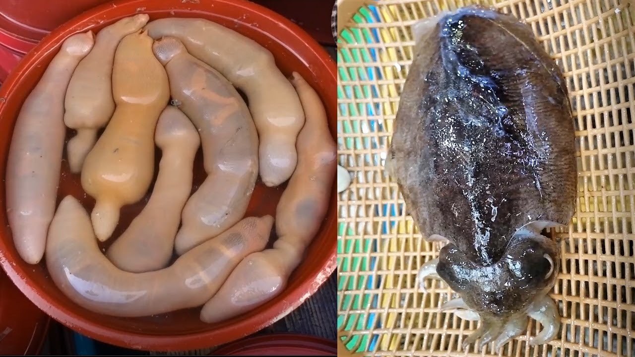 ユムシ 韓国の魚市場で驚きの生物発見 蠢くソーセージが輪切りに 特殊嗜好博覧会