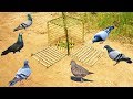 Primitive Technology: Simple DIY Bird Trap Make from Bamboo That Work 100% By Smart Boy