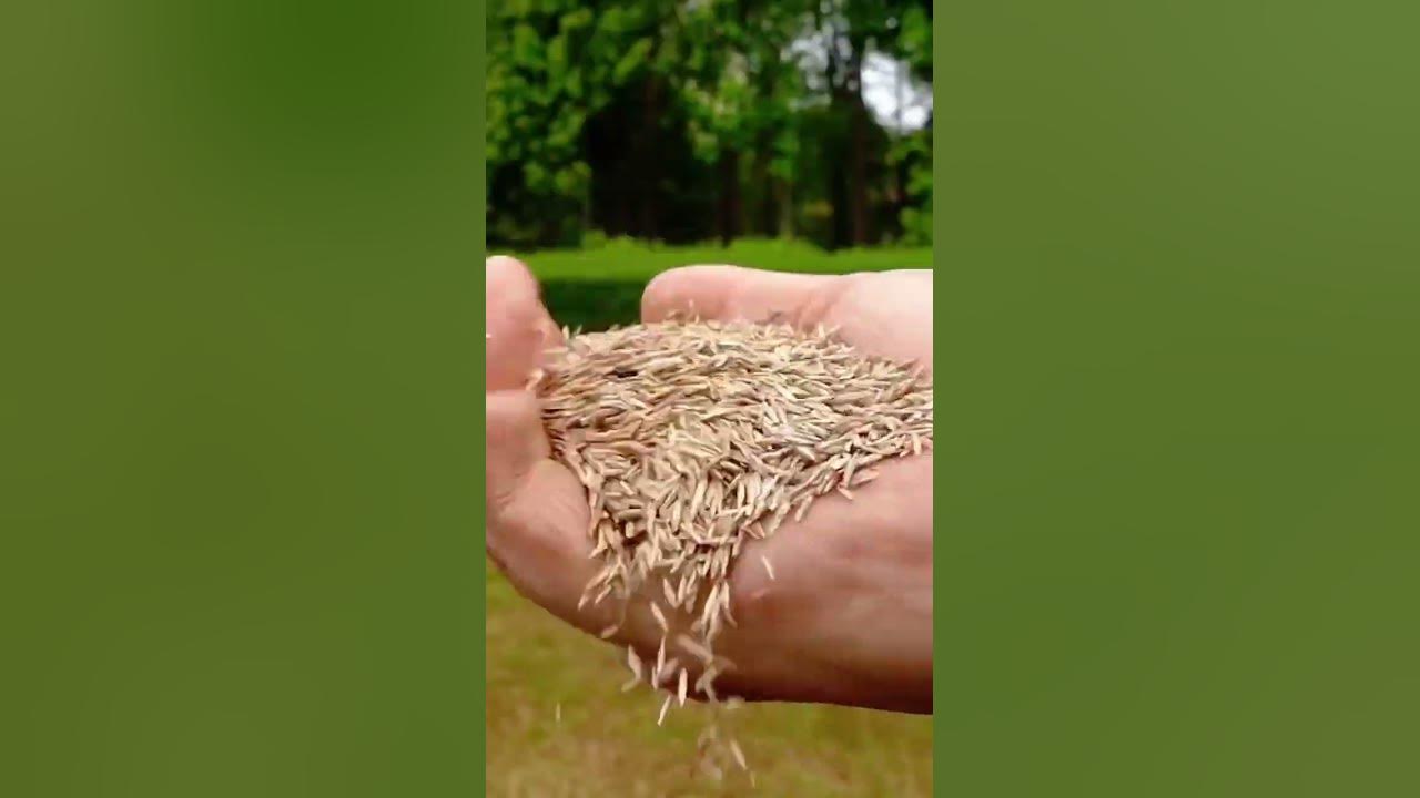 How to fix a spongy lawn (Before and after) YouTube