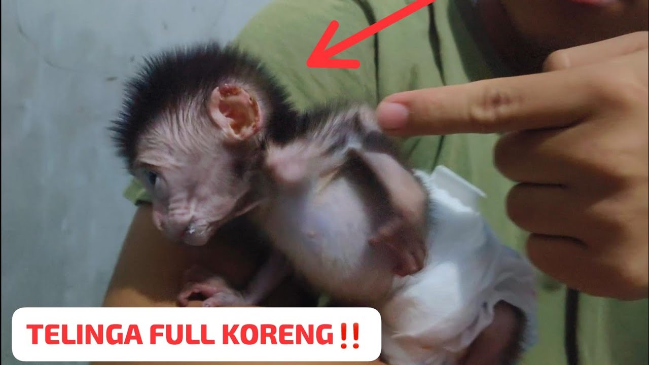 ADOPSI BAYI MONYET PENUH PENYAKIT DI TUBUHNYA‼️