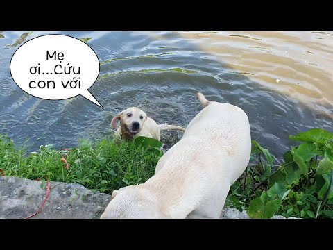Bắt quả tang Kim Chi lén lút tắm ao - Chó mẹ dạy chó con tập bơi cực hài | My dogs ​​love to swim