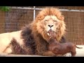 Lion Playing with Dog Videos Compilation - Fearless Dogs Playing with Lion - Lion vs Dog vs Lion