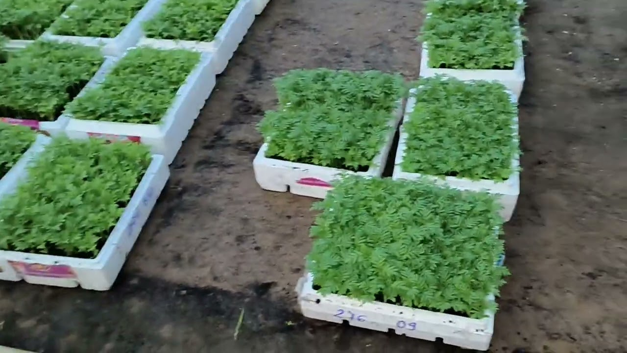 Xuất cây giống vạn thọ Tết 2024