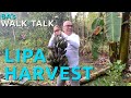 BA's Walk & Talk: Lipa Harvest