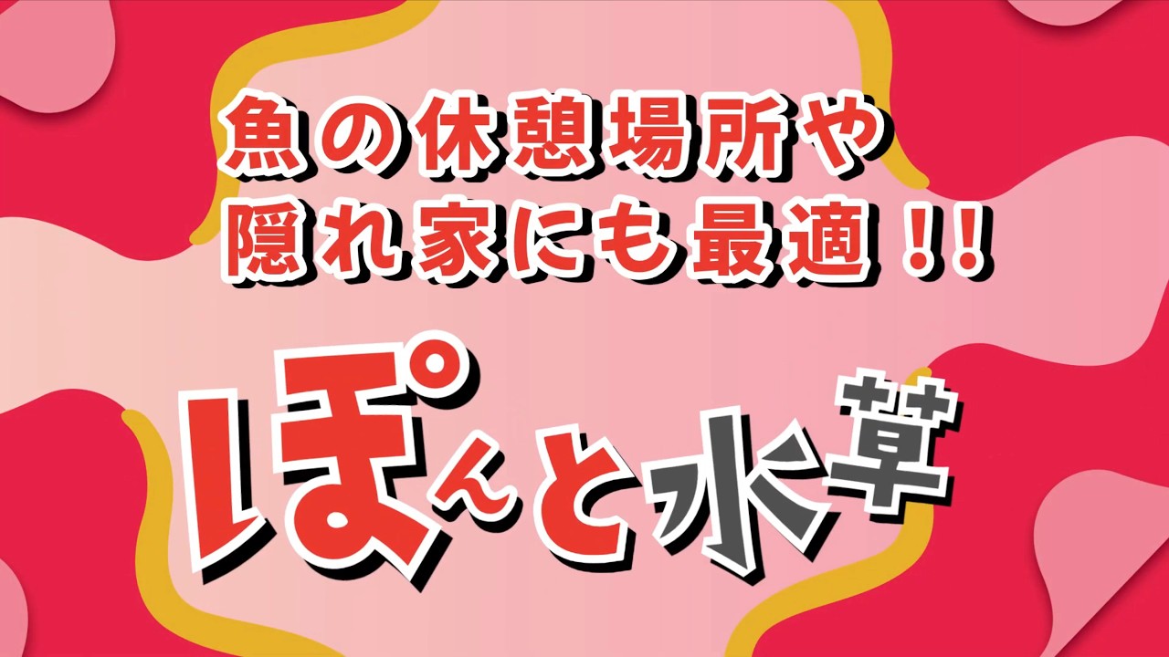 PON!!と水草 隠れ流木シリーズ - YouTube