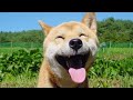 Funny Shiba Inu Dog Videos Compilation - Japanese Shiba Inu Puppies Barking - Angry Shiba Inu Scream