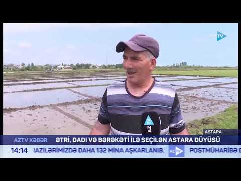 Ətri dadı və bərəkəti ilə seçilən Astara düyüsü-AzTV