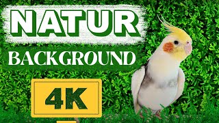 4K Happy Cockatiel singing Nature Background | Relaxing video For Pet | 4K ultra HD Green Nature by MATI BIRD 2,354 views 1 month ago 2 hours, 2 minutes