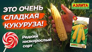 ОЧЕНЬ СЛАДКАЯ сахарная кукуруза! Редкий низкорослый сорт. Новинка 2024!