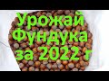 Урожай фундука за  2022 г