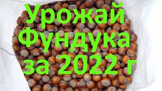 Урожай фундука за  2022 г