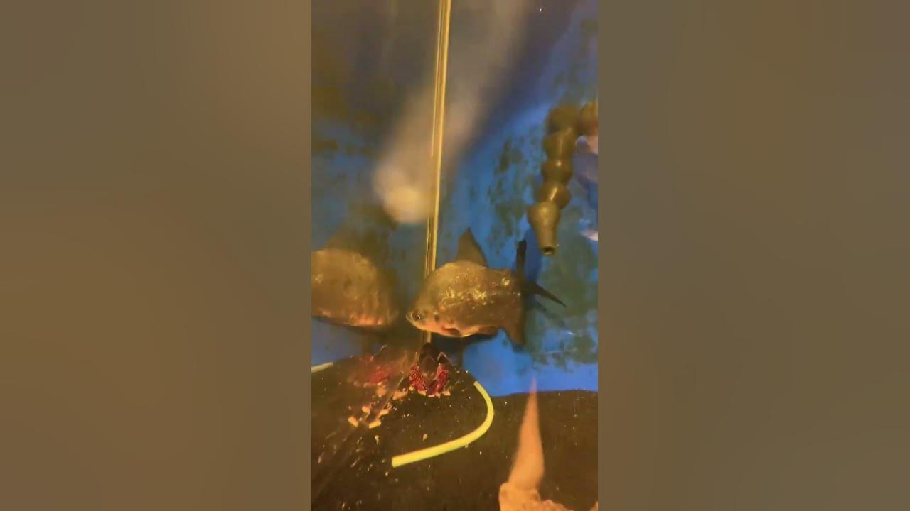 name-my-fish-youtube